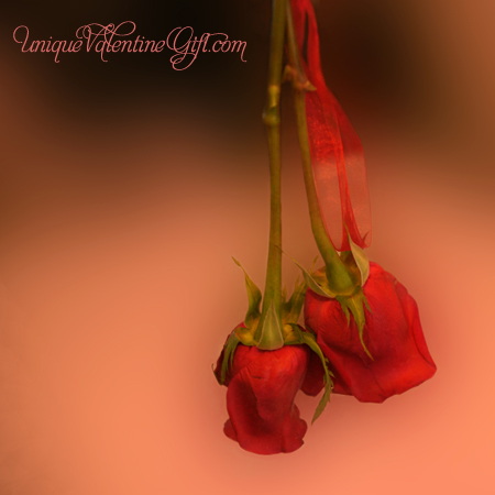 Drying Lover Roses Drying Lover Roses