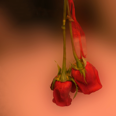 Drying Lover Roses Drying Lover Roses