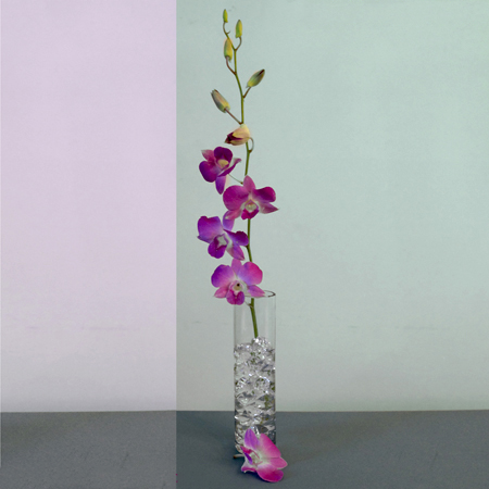 Single Purple Dendrobium Orchid with Vase