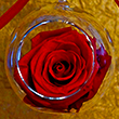 The Scarlet Rose Ornament